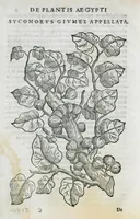 Picture 10 of 47 from Prosperi Alpini De plantis Aegypti liber. In quo non pauci, qui circa herbarum materiam irrepserunt, errores, deprehenduntur, quorum causa hactenus multa medicamenta ad usum medicine admodum expetenda, plerisque medicorum, non sine artis iactura, occulta, atque obsoleta iacuerunt... Accessit etiam liber de balsamo aliàs editus (1592), leaf 32