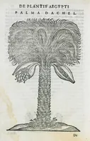 Picture 11 of 47 from Prosperi Alpini De plantis Aegypti liber. In quo non pauci, qui circa herbarum materiam irrepserunt, errores, deprehenduntur, quorum causa hactenus multa medicamenta ad usum medicine admodum expetenda, plerisque medicorum, non sine artis iactura, occulta, atque obsoleta iacuerunt... Accessit etiam liber de balsamo aliàs editus (1592), leaf 36