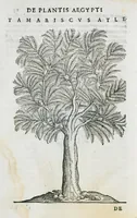 An illustration from Prosperi Alpini De plantis Aegypti liber. In quo non pauci, qui circa herbarum materiam irrepserunt, errores, deprehenduntur, quorum causa hactenus multa medicamenta ad usum medicine admodum expetenda, plerisque medicorum, non sine artis iactura, occulta, atque obsoleta iacuerunt... Accessit etiam liber de balsamo aliàs editus (1592)