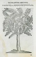 An illustration from Prosperi Alpini De plantis Aegypti liber. In quo non pauci, qui circa herbarum materiam irrepserunt, errores, deprehenduntur, quorum causa hactenus multa medicamenta ad usum medicine admodum expetenda, plerisque medicorum, non sine artis iactura, occulta, atque obsoleta iacuerunt... Accessit etiam liber de balsamo aliàs editus (1592)