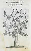 An illustration from Prosperi Alpini De plantis Aegypti liber. In quo non pauci, qui circa herbarum materiam irrepserunt, errores, deprehenduntur, quorum causa hactenus multa medicamenta ad usum medicine admodum expetenda, plerisque medicorum, non sine artis iactura, occulta, atque obsoleta iacuerunt... Accessit etiam liber de balsamo aliàs editus (1592)