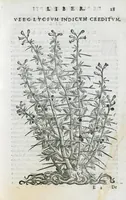 An illustration from Prosperi Alpini De plantis Aegypti liber. In quo non pauci, qui circa herbarum materiam irrepserunt, errores, deprehenduntur, quorum causa hactenus multa medicamenta ad usum medicine admodum expetenda, plerisque medicorum, non sine artis iactura, occulta, atque obsoleta iacuerunt... Accessit etiam liber de balsamo aliàs editus (1592)