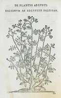 An illustration from Prosperi Alpini De plantis Aegypti liber. In quo non pauci, qui circa herbarum materiam irrepserunt, errores, deprehenduntur, quorum causa hactenus multa medicamenta ad usum medicine admodum expetenda, plerisque medicorum, non sine artis iactura, occulta, atque obsoleta iacuerunt... Accessit etiam liber de balsamo aliàs editus (1592)