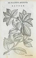 An illustration from Prosperi Alpini De plantis Aegypti liber. In quo non pauci, qui circa herbarum materiam irrepserunt, errores, deprehenduntur, quorum causa hactenus multa medicamenta ad usum medicine admodum expetenda, plerisque medicorum, non sine artis iactura, occulta, atque obsoleta iacuerunt... Accessit etiam liber de balsamo aliàs editus (1592)
