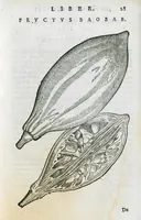 An illustration from Prosperi Alpini De plantis Aegypti liber. In quo non pauci, qui circa herbarum materiam irrepserunt, errores, deprehenduntur, quorum causa hactenus multa medicamenta ad usum medicine admodum expetenda, plerisque medicorum, non sine artis iactura, occulta, atque obsoleta iacuerunt... Accessit etiam liber de balsamo aliàs editus (1592)
