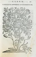 An illustration from Prosperi Alpini De plantis Aegypti liber. In quo non pauci, qui circa herbarum materiam irrepserunt, errores, deprehenduntur, quorum causa hactenus multa medicamenta ad usum medicine admodum expetenda, plerisque medicorum, non sine artis iactura, occulta, atque obsoleta iacuerunt... Accessit etiam liber de balsamo aliàs editus (1592)