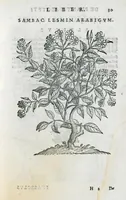 An illustration from Prosperi Alpini De plantis Aegypti liber. In quo non pauci, qui circa herbarum materiam irrepserunt, errores, deprehenduntur, quorum causa hactenus multa medicamenta ad usum medicine admodum expetenda, plerisque medicorum, non sine artis iactura, occulta, atque obsoleta iacuerunt... Accessit etiam liber de balsamo aliàs editus (1592)