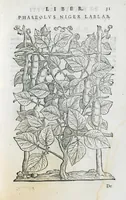Picture 23 of 47 from Prosperi Alpini De plantis Aegypti liber. In quo non pauci, qui circa herbarum materiam irrepserunt, errores, deprehenduntur, quorum causa hactenus multa medicamenta ad usum medicine admodum expetenda, plerisque medicorum, non sine artis iactura, occulta, atque obsoleta iacuerunt... Accessit etiam liber de balsamo aliàs editus (1592), leaf 75
