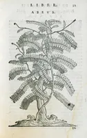 An illustration from Prosperi Alpini De plantis Aegypti liber. In quo non pauci, qui circa herbarum materiam irrepserunt, errores, deprehenduntur, quorum causa hactenus multa medicamenta ad usum medicine admodum expetenda, plerisque medicorum, non sine artis iactura, occulta, atque obsoleta iacuerunt... Accessit etiam liber de balsamo aliàs editus (1592)