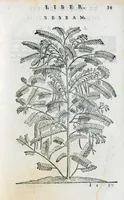 An illustration from Prosperi Alpini De plantis Aegypti liber. In quo non pauci, qui circa herbarum materiam irrepserunt, errores, deprehenduntur, quorum causa hactenus multa medicamenta ad usum medicine admodum expetenda, plerisque medicorum, non sine artis iactura, occulta, atque obsoleta iacuerunt... Accessit etiam liber de balsamo aliàs editus (1592)