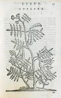 An illustration from Prosperi Alpini De plantis Aegypti liber. In quo non pauci, qui circa herbarum materiam irrepserunt, errores, deprehenduntur, quorum causa hactenus multa medicamenta ad usum medicine admodum expetenda, plerisque medicorum, non sine artis iactura, occulta, atque obsoleta iacuerunt... Accessit etiam liber de balsamo aliàs editus (1592)