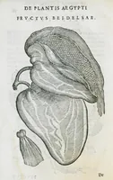 Picture 28 of 47 from Prosperi Alpini De plantis Aegypti liber. In quo non pauci, qui circa herbarum materiam irrepserunt, errores, deprehenduntur, quorum causa hactenus multa medicamenta ad usum medicine admodum expetenda, plerisque medicorum, non sine artis iactura, occulta, atque obsoleta iacuerunt... Accessit etiam liber de balsamo aliàs editus (1592), leaf 86