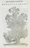 An illustration from Prosperi Alpini De plantis Aegypti liber. In quo non pauci, qui circa herbarum materiam irrepserunt, errores, deprehenduntur, quorum causa hactenus multa medicamenta ad usum medicine admodum expetenda, plerisque medicorum, non sine artis iactura, occulta, atque obsoleta iacuerunt... Accessit etiam liber de balsamo aliàs editus (1592)