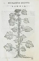 Picture 30 of 47 from Prosperi Alpini De plantis Aegypti liber. In quo non pauci, qui circa herbarum materiam irrepserunt, errores, deprehenduntur, quorum causa hactenus multa medicamenta ad usum medicine admodum expetenda, plerisque medicorum, non sine artis iactura, occulta, atque obsoleta iacuerunt... Accessit etiam liber de balsamo aliàs editus (1592), leaf 90