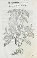 An illustration from Prosperi Alpini De plantis Aegypti liber. In quo non pauci, qui circa herbarum materiam irrepserunt, errores, deprehenduntur, quorum causa hactenus multa medicamenta ad usum medicine admodum expetenda, plerisque medicorum, non sine artis iactura, occulta, atque obsoleta iacuerunt... Accessit etiam liber de balsamo aliàs editus (1592)