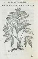 An illustration from Prosperi Alpini De plantis Aegypti liber. In quo non pauci, qui circa herbarum materiam irrepserunt, errores, deprehenduntur, quorum causa hactenus multa medicamenta ad usum medicine admodum expetenda, plerisque medicorum, non sine artis iactura, occulta, atque obsoleta iacuerunt... Accessit etiam liber de balsamo aliàs editus (1592)
