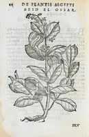 An illustration from Prosperi Alpini de Plantis Ægypti liber cum observationibus et notis Ioannis Veslingii mindani, equitis... Accessit Alpini de balsamo liber. Editio altera emendatior. (1640)