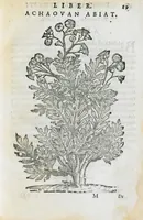 An illustration from Prosperi Alpini de Plantis Ægypti liber cum observationibus et notis Ioannis Veslingii mindani, equitis... Accessit Alpini de balsamo liber. Editio altera emendatior. (1640)