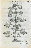 An illustration from Prosperi Alpini de Plantis Ægypti liber cum observationibus et notis Ioannis Veslingii mindani, equitis... Accessit Alpini de balsamo liber. Editio altera emendatior. (1640)