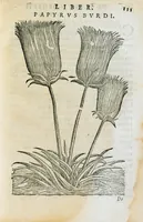 An illustration from Prosperi Alpini de Plantis Ægypti liber cum observationibus et notis Ioannis Veslingii mindani, equitis... Accessit Alpini de balsamo liber. Editio altera emendatior. (1640)