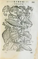 An illustration from Prosperi Alpini de Plantis Ægypti liber cum observationibus et notis Ioannis Veslingii mindani, equitis... Accessit Alpini de balsamo liber. Editio altera emendatior. (1640)