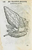Picture 24 of 45 from Prosperi Alpini de Plantis Ægypti liber cum observationibus et notis Ioannis Veslingii mindani, equitis... Accessit Alpini de balsamo liber. Editio altera emendatior. (1640), leaf 133