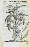 Picture 25 of 45 from Prosperi Alpini de Plantis Ægypti liber cum observationibus et notis Ioannis Veslingii mindani, equitis... Accessit Alpini de balsamo liber. Editio altera emendatior. (1640), leaf 149