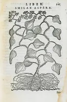 Picture 26 of 45 from Prosperi Alpini de Plantis Ægypti liber cum observationibus et notis Ioannis Veslingii mindani, equitis... Accessit Alpini de balsamo liber. Editio altera emendatior. (1640), leaf 156