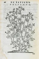 An illustration from Prosperi Alpini de Plantis Ægypti liber cum observationibus et notis Ioannis Veslingii mindani, equitis... Accessit Alpini de balsamo liber. Editio altera emendatior. (1640)