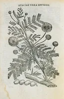 An illustration from Prosperi Alpini de Plantis Ægypti liber cum observationibus et notis Ioannis Veslingii mindani, equitis... Accessit Alpini de balsamo liber. Editio altera emendatior. (1640)