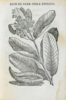 Picture 31 of 45 from Prosperi Alpini de Plantis Ægypti liber cum observationibus et notis Ioannis Veslingii mindani, equitis... Accessit Alpini de balsamo liber. Editio altera emendatior. (1640), leaf 256