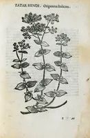 Picture 32 of 45 from Prosperi Alpini de Plantis Ægypti liber cum observationibus et notis Ioannis Veslingii mindani, equitis... Accessit Alpini de balsamo liber. Editio altera emendatior. (1640), leaf 260