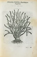 An illustration from Prosperi Alpini de Plantis Ægypti liber cum observationibus et notis Ioannis Veslingii mindani, equitis... Accessit Alpini de balsamo liber. Editio altera emendatior. (1640)