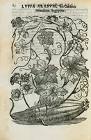 An illustration from Prosperi Alpini de Plantis Ægypti liber cum observationibus et notis Ioannis Veslingii mindani, equitis... Accessit Alpini de balsamo liber. Editio altera emendatior. (1640)