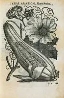 Picture 38 of 45 from Prosperi Alpini de Plantis Ægypti liber cum observationibus et notis Ioannis Veslingii mindani, equitis... Accessit Alpini de balsamo liber. Editio altera emendatior. (1640), leaf 278