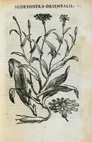 An illustration from Prosperi Alpini de Plantis Ægypti liber cum observationibus et notis Ioannis Veslingii mindani, equitis... Accessit Alpini de balsamo liber. Editio altera emendatior. (1640)