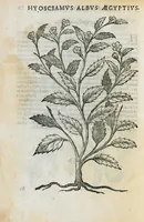 An illustration from Prosperi Alpini de Plantis Ægypti liber cum observationibus et notis Ioannis Veslingii mindani, equitis... Accessit Alpini de balsamo liber. Editio altera emendatior. (1640)