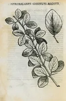 Picture 42 of 45 from Prosperi Alpini de Plantis Ægypti liber cum observationibus et notis Ioannis Veslingii mindani, equitis... Accessit Alpini de balsamo liber. Editio altera emendatior. (1640), leaf 289