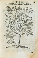 An illustration from Prosperi Alpini de Plantis Ægypti liber cum observationibus et notis Ioannis Veslingii mindani, equitis... Accessit Alpini de balsamo liber. Editio altera emendatior. (1640)