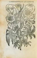 An illustration from Prosperi Alpini de Plantis Ægypti liber cum observationibus et notis Ioannis Veslingii mindani, equitis... Accessit Alpini de balsamo liber. Editio altera emendatior. (1640)