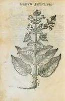 Picture 44 of 45 from Prosperi Alpini de Plantis Ægypti liber cum observationibus et notis Ioannis Veslingii mindani, equitis... Accessit Alpini de balsamo liber. Editio altera emendatior. (1640), leaf 303