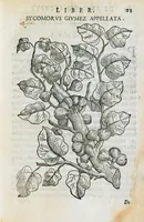 An illustration from Prosperi Alpini de Plantis Ægypti liber cum observationibus et notis Ioannis Veslingii mindani, equitis... Accessit Alpini de balsamo liber. Editio altera emendatior. (1640)