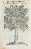 An illustration from Prosperi Alpini de Plantis Ægypti liber cum observationibus et notis Ioannis Veslingii mindani, equitis... Accessit Alpini de balsamo liber. Editio altera emendatior. (1640)