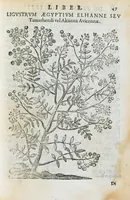 An illustration from Prosperi Alpini de Plantis Ægypti liber cum observationibus et notis Ioannis Veslingii mindani, equitis... Accessit Alpini de balsamo liber. Editio altera emendatior. (1640)