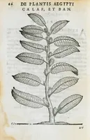 An illustration from Prosperi Alpini de Plantis Ægypti liber cum observationibus et notis Ioannis Veslingii mindani, equitis... Accessit Alpini de balsamo liber. Editio altera emendatior. (1640)