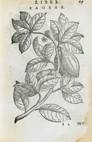 An illustration from Prosperi Alpini de Plantis Ægypti liber cum observationibus et notis Ioannis Veslingii mindani, equitis... Accessit Alpini de balsamo liber. Editio altera emendatior. (1640)
