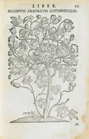 Picture 13 of 45 from Prosperi Alpini de Plantis Ægypti liber cum observationibus et notis Ioannis Veslingii mindani, equitis... Accessit Alpini de balsamo liber. Editio altera emendatior. (1640), leaf 86