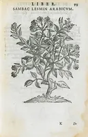 Picture 14 of 45 from Prosperi Alpini de Plantis Ægypti liber cum observationibus et notis Ioannis Veslingii mindani, equitis... Accessit Alpini de balsamo liber. Editio altera emendatior. (1640), leaf 88