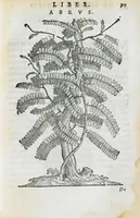 An illustration from Prosperi Alpini de Plantis Ægypti liber cum observationibus et notis Ioannis Veslingii mindani, equitis... Accessit Alpini de balsamo liber. Editio altera emendatior. (1640)