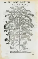 An illustration from Prosperi Alpini de Plantis Ægypti liber cum observationibus et notis Ioannis Veslingii mindani, equitis... Accessit Alpini de balsamo liber. Editio altera emendatior. (1640)